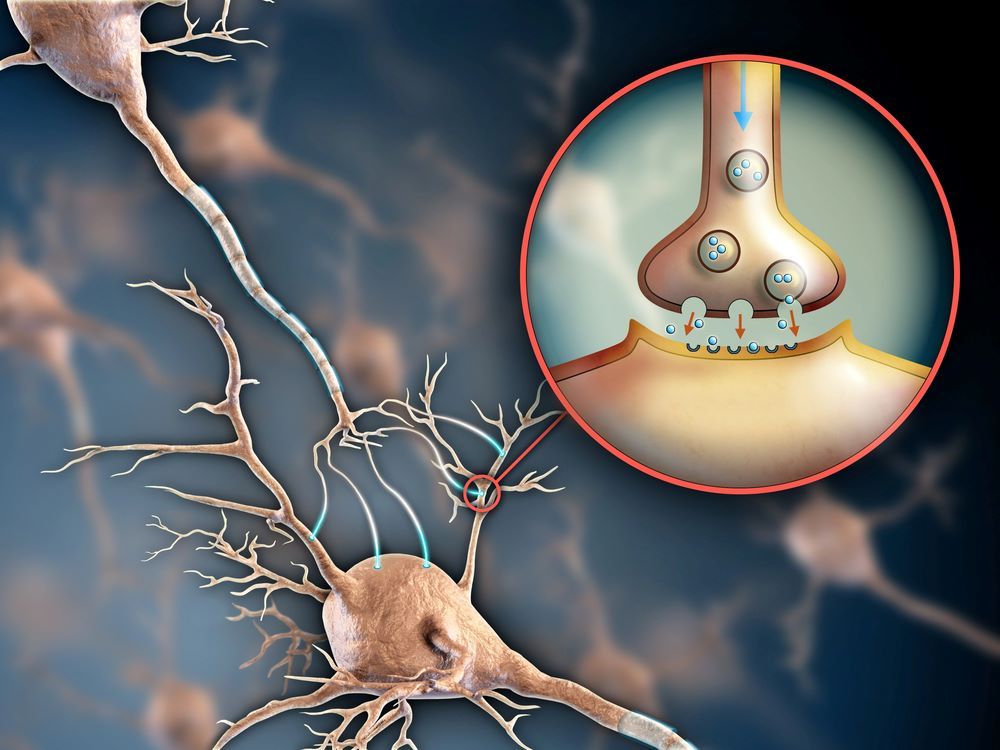 Neurony i synapsy. Neuroprzekaźniki a używanie alkoholu