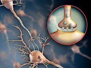 Serotonina, neurony i synapsy