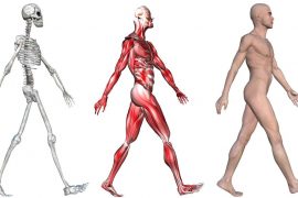 Anatomia ludzkiego ciała